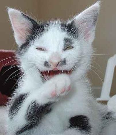 Gambar-lucu-kucing-aneh-tertawa-sinis  Jimmidy Kazama